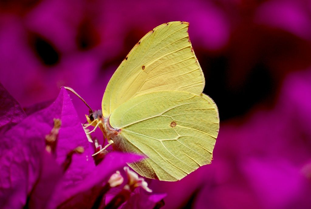 Gonepteryx cleopatra (ciclo vitale)